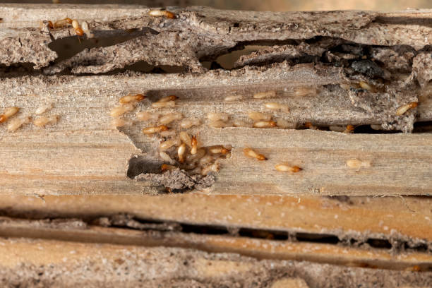 Best Wasp Removal Services  in Sparrow Bush, NY